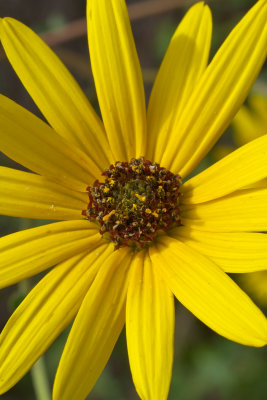 Helianthus atrorubens