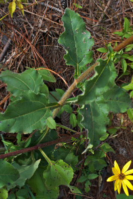 Helianthus atrorubens