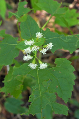 Ageratina altissima