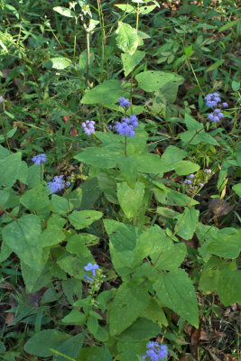 Conoclinium coelestinum