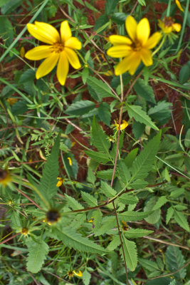 Bidens aristosa