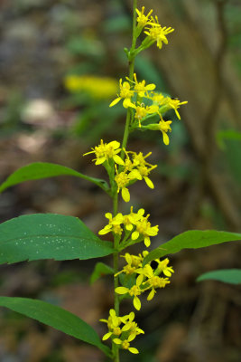 Solidago caesia