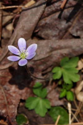 Anemone americana