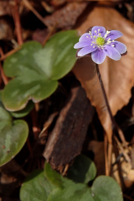Anemone americana