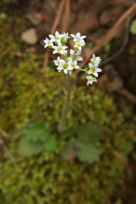 Micranthes virginiensis