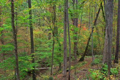 Turkey Creek Trail