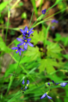 Sisyrinchium angustifolium