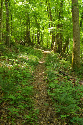 Stevens Creek Heritage Preserve