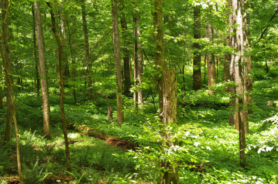 Stevens Creek Heritage Preserve
