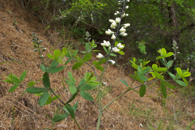 Baptisia alba