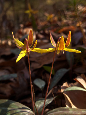 Erythronium umbilicatum ssp. umbilicatum