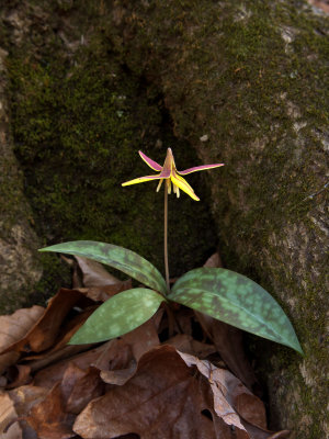 Erythronium umbilicatum ssp. umbilicatum