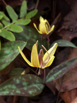 Erythronium umbilicatum