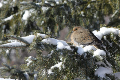 LA PHOTO DU JOUR....16 janvier 2015