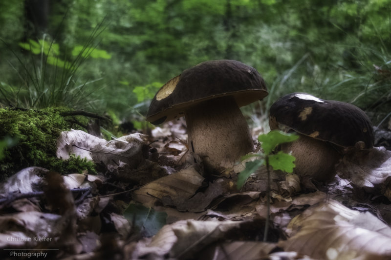 Boletus aereus