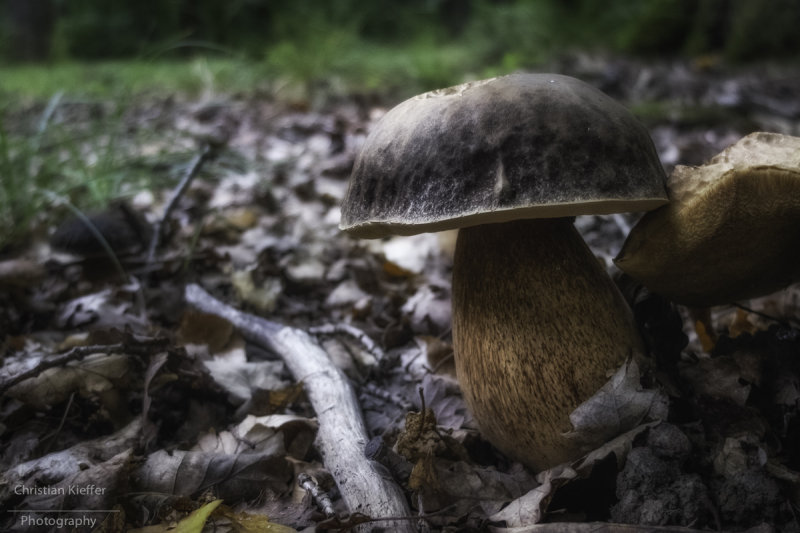 Boletus aereus