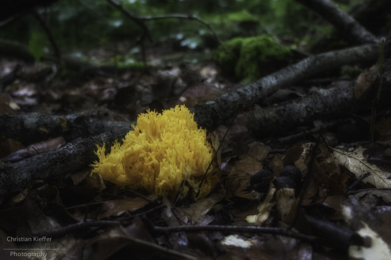 Ramaria spec