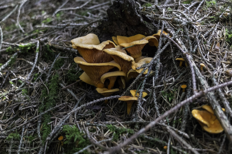 Hygrophoropsis aurantiaca