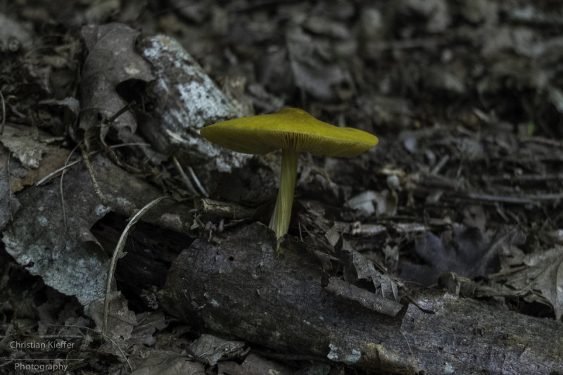 Pluteus leoninus