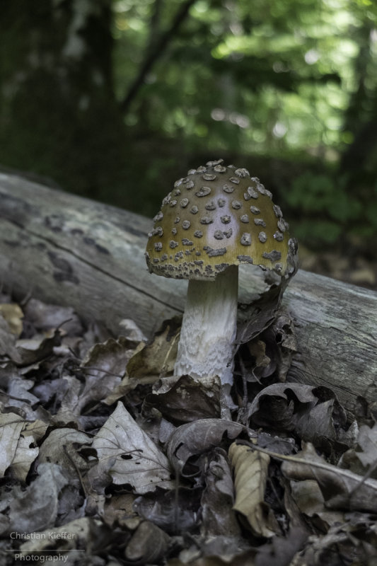 Amanita ceciliae