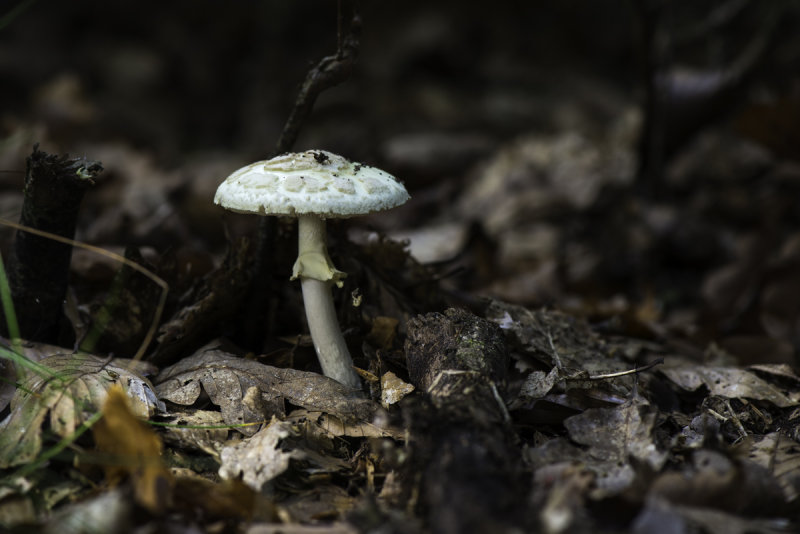 Wild mushrooms, plants and herbs / Luxembourg 2014