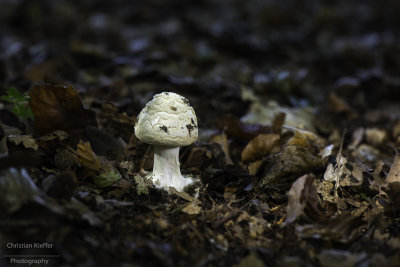 Amanita citrina