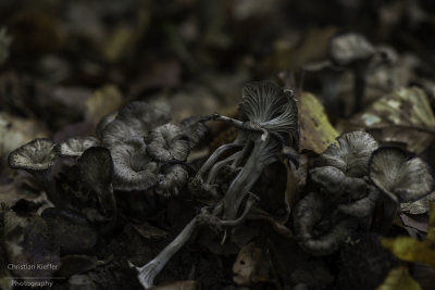 Cantharellus cinereus