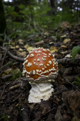 Amanita muscaria