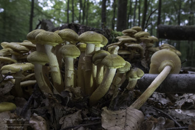 Armillaria mellea