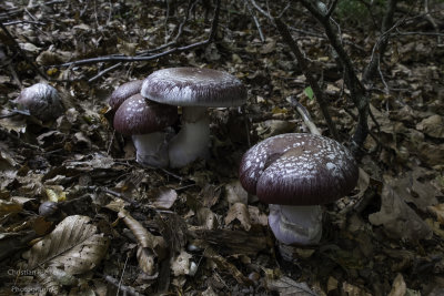 Cortinarius praestans