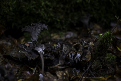 Cantharellus cinereus