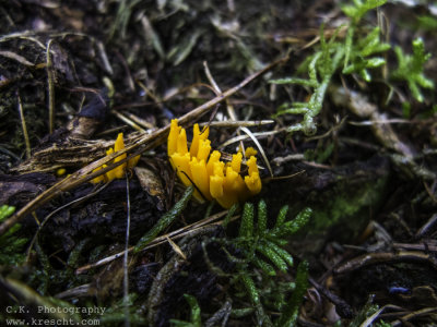 Calocera viscosa