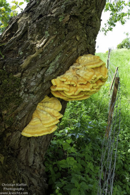 Laetiporus sulphureus