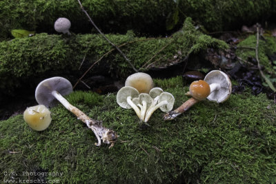 Hypholoma capnoides, H. fasciculare, H. sublateritium