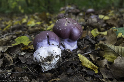 Wild Mushrooms and plants 2015