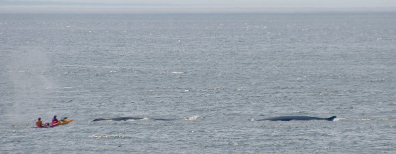 folles de baleines 