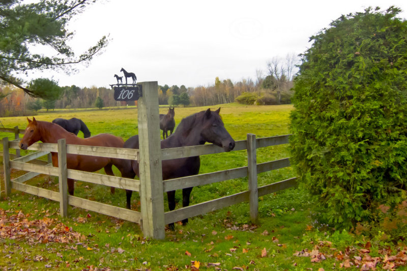East Farnham Canadian HorsesFarm