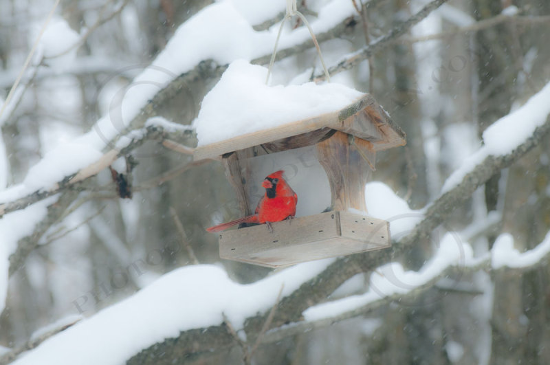 cardinal d'hiver