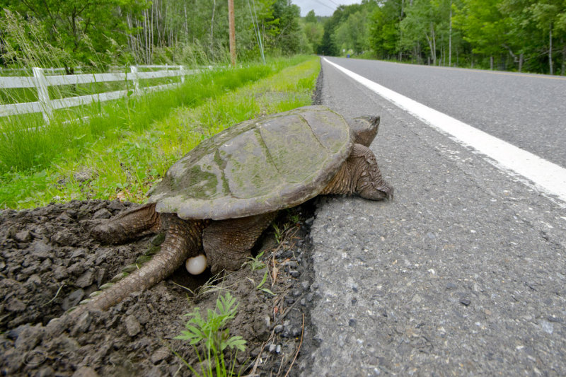 roadside turtle nest