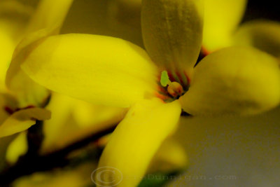 jaune forsythia