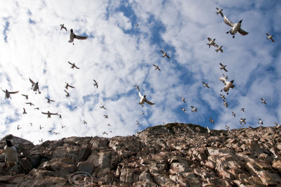birdcliffmurres