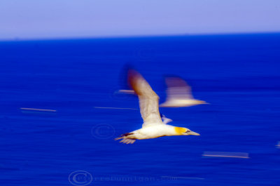 crazy gannets - fou-de-bassan 