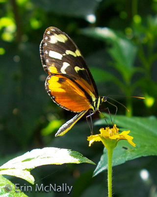 Butterfly 17