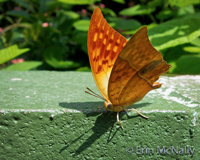 Butterfly 25