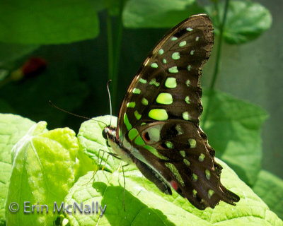 Butterfly Wonderland