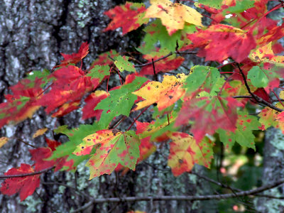 October Leaves