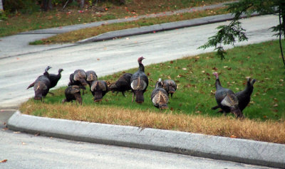 Suburban Turkeys