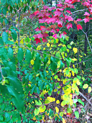 October Leaves 2
