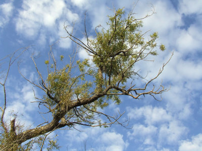 Looking Up