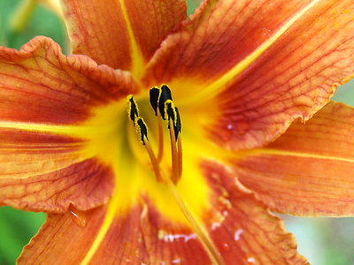 Lily 2